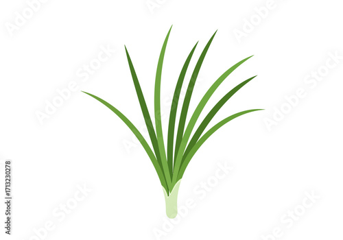 Green chives stand slim leaves pointing up from a bulbous whitish base against plain white