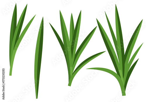 Green grass illustration 4 clumps with long blades varying sizes and angles