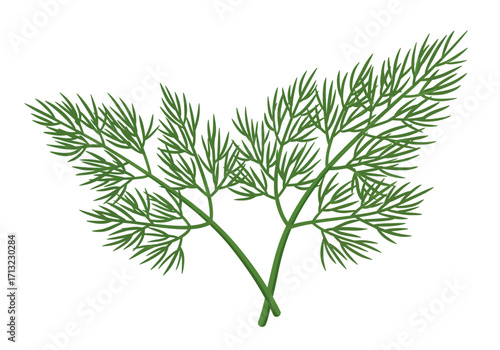 Green dill branches with feathery leaves creating a bushy symmetrical pattern