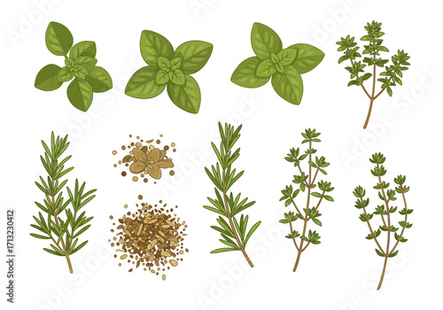 Herb illustrations basil rosemary thyme  spices on a white background