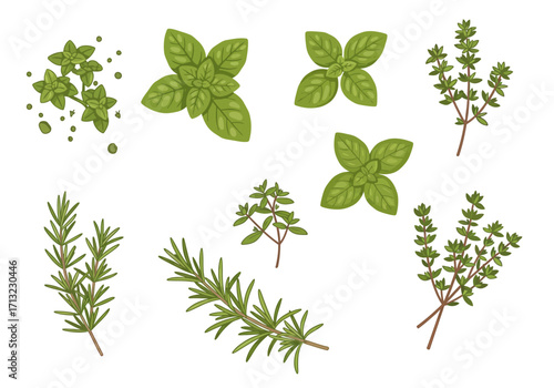Herbs basil rosemary thyme and oregano sprigs detailed in a flat illustrative style