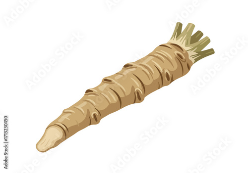Horseradish root tan textured with sprouting stems isolated