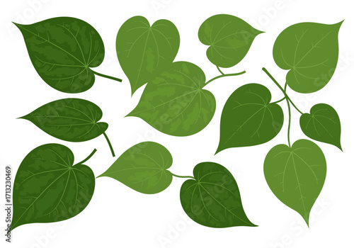 Illustration of 9 green heartshaped leaves with visible veins and attached stems