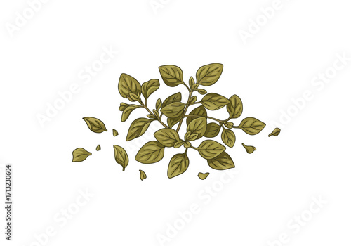 Oregano illustration shows light olivegreen leaves clustered with dark outlines on a white background
