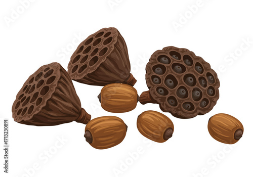 Several lotus seed pods with dried seeds are scattered on a white surface