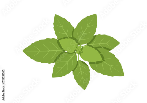 Topdown view of a basil plant showing multiple green leaves radiating from a central stem