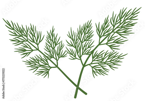 Two dill sprigs cross in center creating a symmetrical arrangement of feathery leaves
