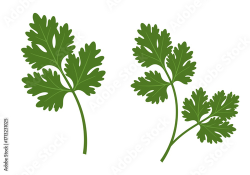 Two cilantro sprigs with segmented leaves and simple stems on a white background