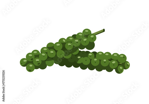 Two clusters of green peppercorns attached to a stem are against a white background