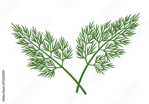 Two sprigs of fresh dill green and feathery crossed at their stems on a white background