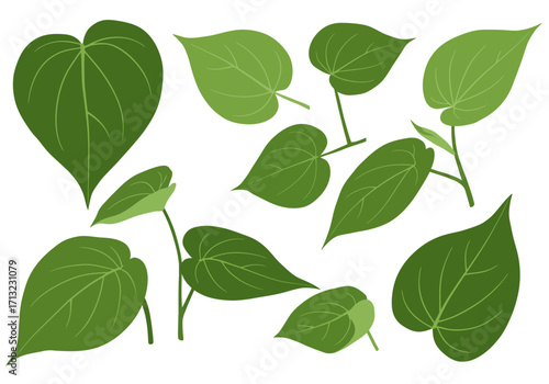Various green leaves with distinct vein patterns are scattered against a plain white background