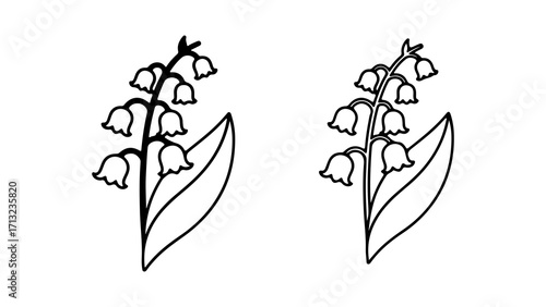 Set of two hand drawn Lily of the Valley flower illustrations.