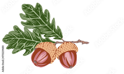 illustration of acorns