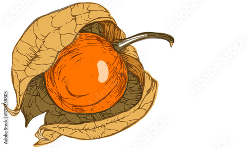 vintage-style illustration of winter-cherry