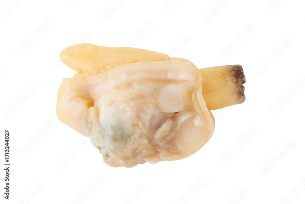 Fototapeta premium 透明背景(png)にアサリのむき身(水煮)