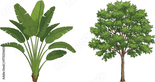 Banana plant, deciduous tree, green leaves, plant comparison, tropical foliage, tree morphology, botanical contrast, nature study, trunk structure, white background