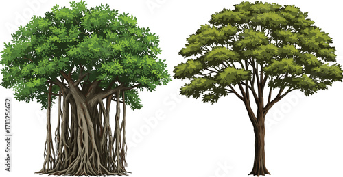 Banyan tree, deciduous tree, aerial roots, green foliage, tree comparison, botanical contrast, root structure, nature study, landscape design, ecology