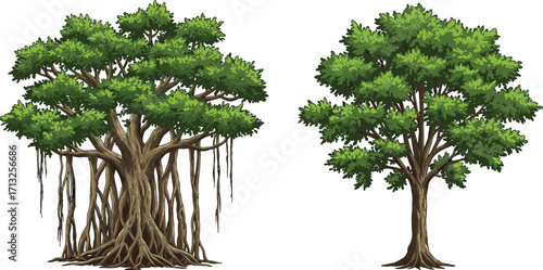 Banyan tree, deciduous tree, aerial roots, green foliage, tree comparison, trunk texture, botanical contrast, nature study, landscape design, morphology