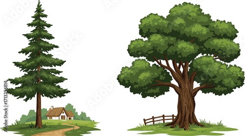 Coniferous tree, deciduous tree, countryside house, green foliage, tree comparison, nature landscape, botanical contrast, rural path, scenic view, white background