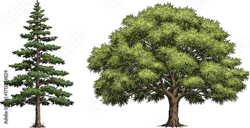 Coniferous evergreen tree, broadleaf deciduous tree, foliage contrast, tree shape comparison, botanical diversity, nature study, outdoor scene, forest structure, plant morphology