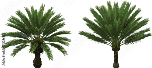 Cycad plant illustration, tropical foliage, ancient tree species, botanical design, palm-like plants, isolated vector, landscaping element, white background