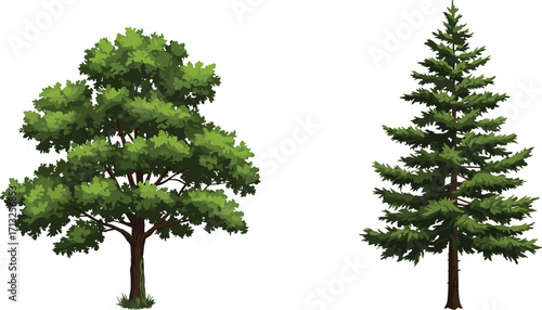 Deciduous tree, coniferous tree, green foliage, tree comparison, needle leaves, canopy contrast, botanical structure, nature study, trunk texture, white background