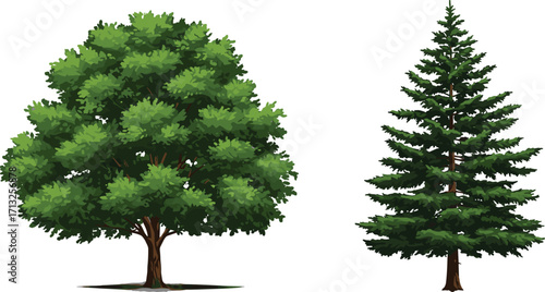 Deciduous tree, coniferous tree, green foliage, tree comparison, needle leaves, canopy shape, botanical contrast, nature study, trunk texture, morphology