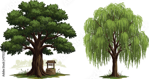 Deciduous tree, weeping willow, rustic well, green foliage, tree comparison, botanical contrast, nature scene, landscape design, trunk texture, white background