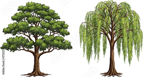 Deciduous tree, weeping willow, green foliage, tree comparison, cascading branches, botanical contrast, trunk texture, nature study, landscape design, morphology