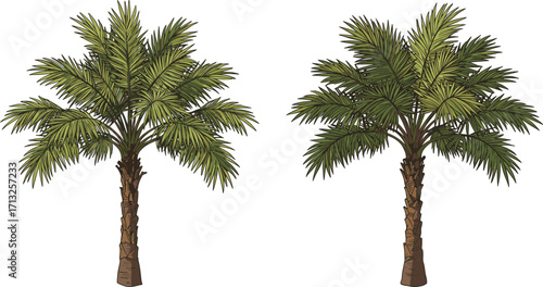 Fan palm tree illustration, tropical foliage vector, segmented trunk texture, botanical design, landscaping element, isolated trees, white background, nature concept
