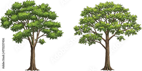 Green deciduous trees, cartoon illustration, nature, botanical, garden, plant, summer, foliage, forest, leafy, tree, branches