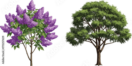 Lilac bush with purple flowers, green deciduous tree, side by side, spring nature, foliage contrast, botanical diversity, outdoor landscape