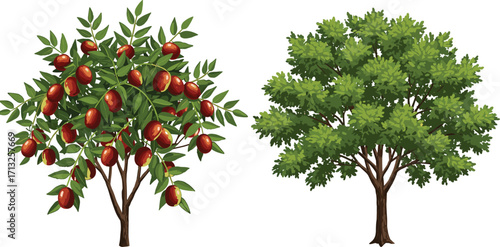 Jujube fruit tree and large leafy tree vector illustration, tropical plant drawing, fruit harvest concept, exotic tree, agriculture nature