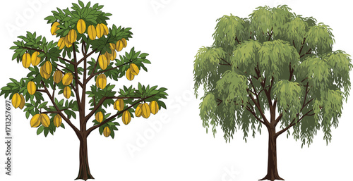 Mango tree with fruit, weeping willow tree, cartoon illustration, nature, botanical, garden, plant, tropical, summer, harvest, organic, healthy, food, tree, branches