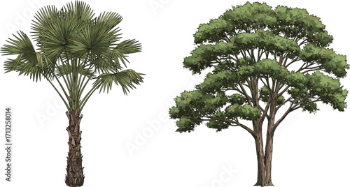 Palm tree and broadleaf tree illustration, tropical and temperate foliage contrast, botanical design, landscape element, isolated vector trees, white background