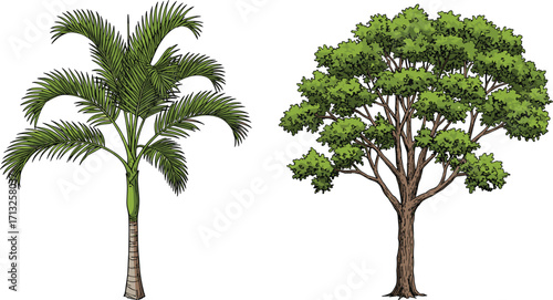 Palm tree and broadleaf tree illustration, tropical and temperate foliage, botanical comparison, nature contrast, isolated trees, vector design, white background
