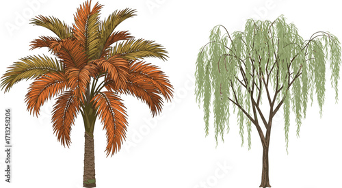 Palm tree and willow tree illustration, tropical and temperate foliage, botanical contrast, landscape design element, isolated vector trees, white background