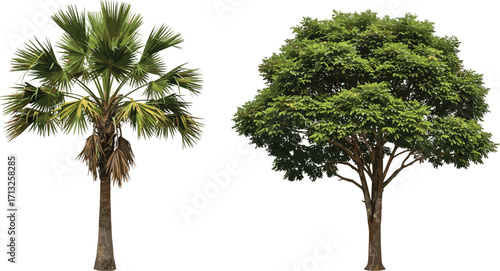Palm tree and flowering broadleaf tree illustration, tropical and temperate foliage contrast, botanical design, landscape element, isolated vector trees