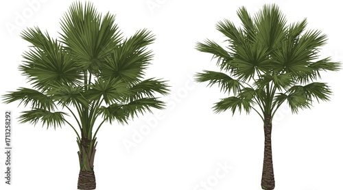 Palm tree illustration pair, tropical foliage variation, fan-shaped leaf design, botanical art, landscaping element, isolated vector trees, white background