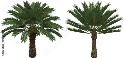 Palm tree illustration, tropical foliage design, textured trunk variation, botanical art, landscaping element, isolated vector trees, white background, nature concept