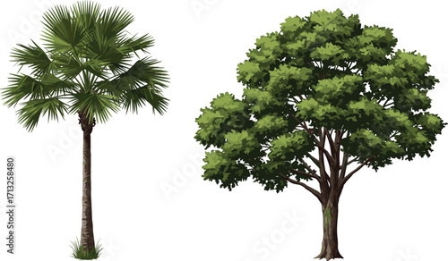 Palm tree, broadleaf tree, tree comparison, green foliage, trunk texture, leaf shape, botanical contrast, nature study, white background, landscape design
