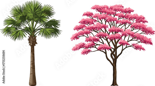 Palm tree, flowering tree, pink blossoms, green leaves, tree comparison, botanical contrast, trunk texture, foliage diversity, nature study, landscaping