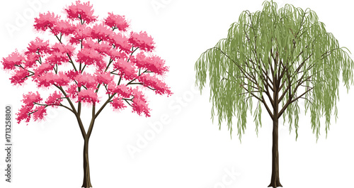 Pink blossom tree, weeping willow, vibrant foliage, botanical contrast, spring landscape, nature scene, floral beauty, garden design, seasonal trees, outdoor view