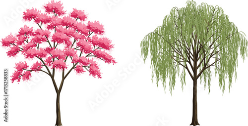 Pink blossom tree, willow foliage, botanical contrast, tree species comparison, vibrant flowers, cascading leaves, nature study, outdoor scene, seasonal trees, plant diversity