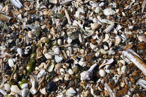 Abstract Seashell variety Beach Texture background shells and rocks
