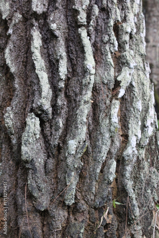 Obraz premium tree bark texture