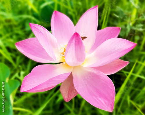pink lotus flower
