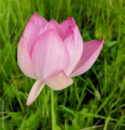 pink lotus flower