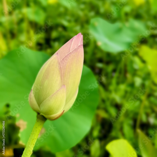 lotus flower bud