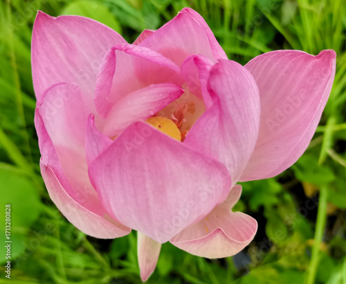 pink tulip flower